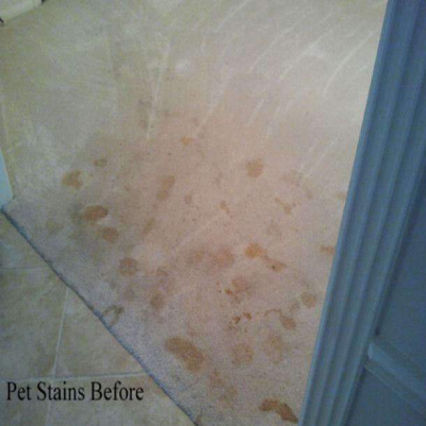 pet stain before