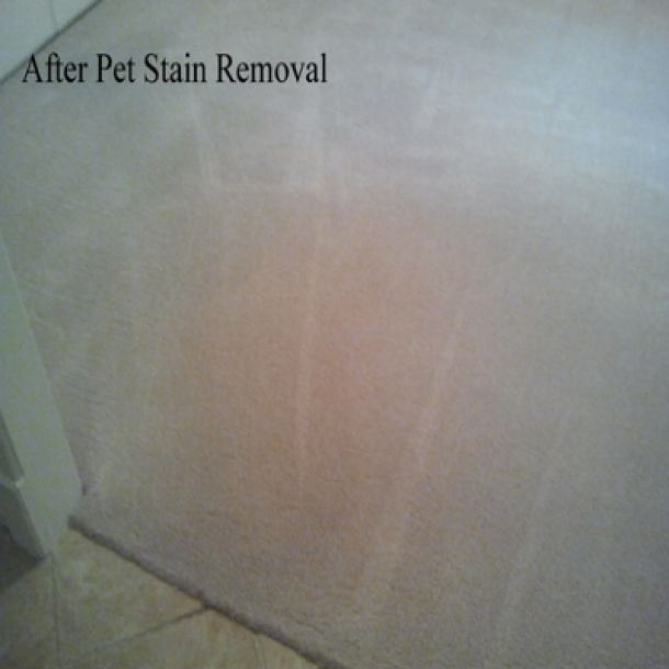 pet stain after